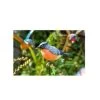 La Hacienda Bullfinch Stake -Outdoor Garden Care 5055025558987 9ee64364 43a3 4ea9 84d8 9dcc59aa6b76