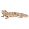 Vivid Arts 28cm Bearded Lizard - PZ-LIZD-F -Outdoor Garden Care 5055195033901