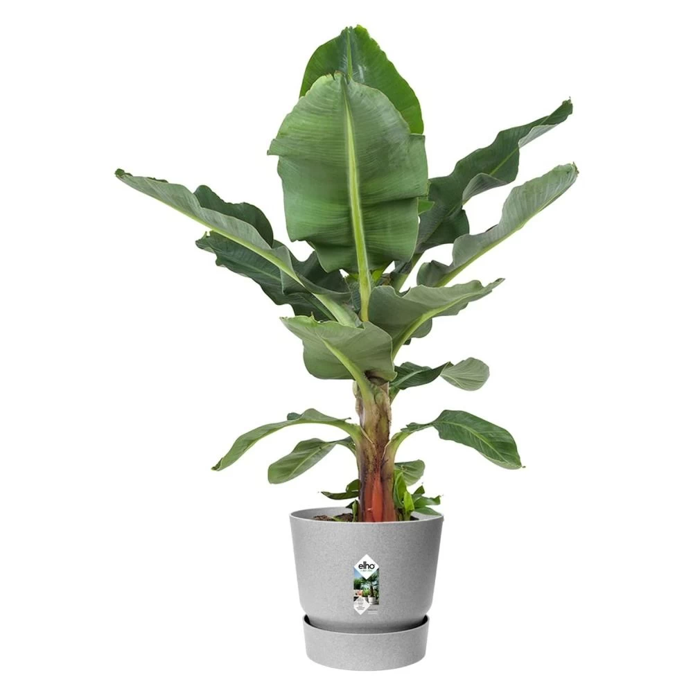 Elho 25cm Living Concrete Greenville Round Planter 4 Elho 25cm Living Concrete Greenville Round Planter - Image 2