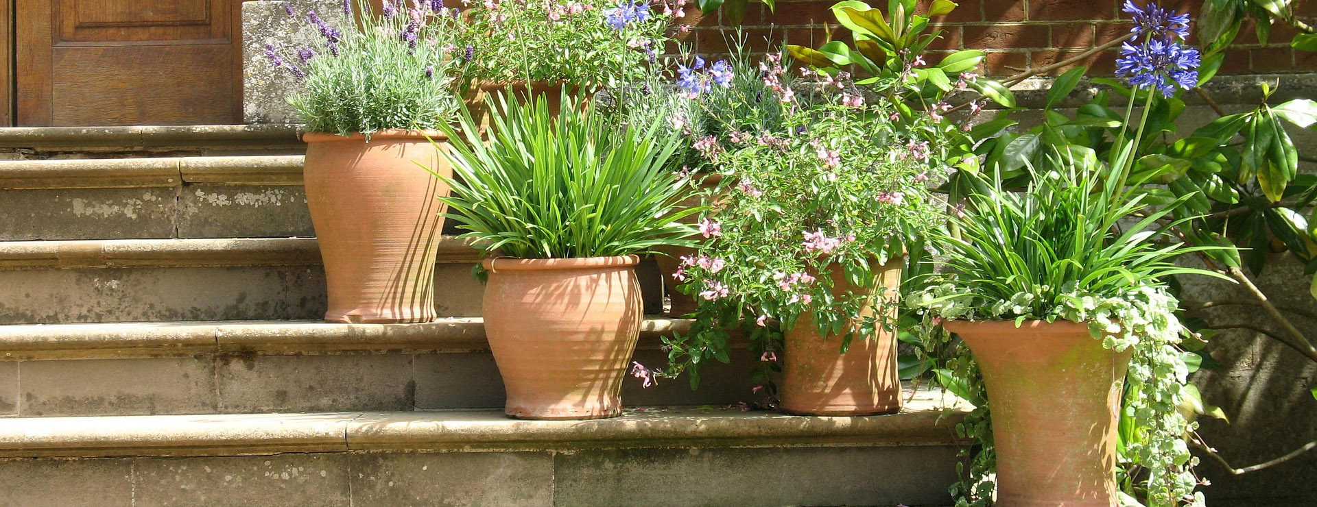 Outdoor Garden Care -Outdoor Garden Care plants 252104 1920 1